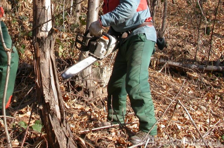 lavoro legna motosega 768x507