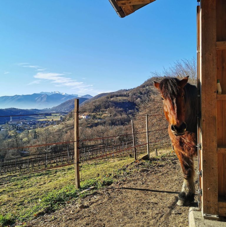 panorama cavallo 768x772