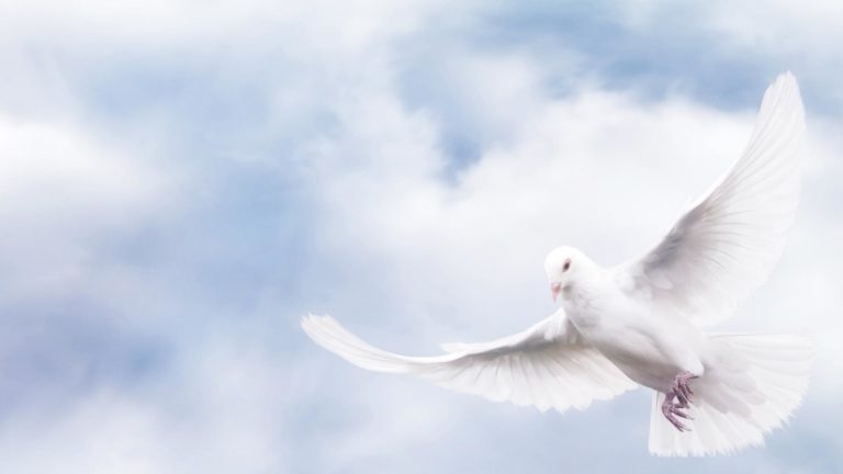 pigeon 768x432