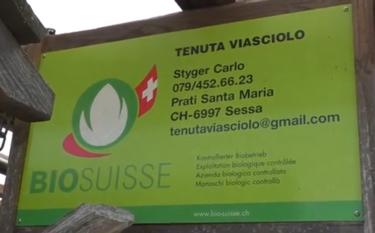 tenuta viasciolo sessa 768x478