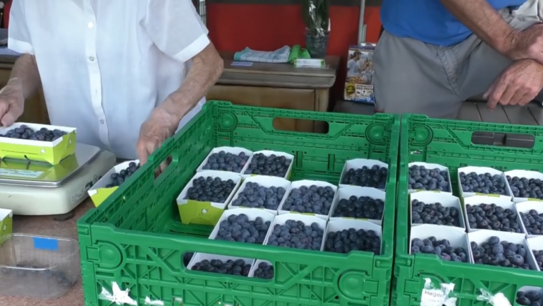 tenuta viasciolo sessa pesa 768x433