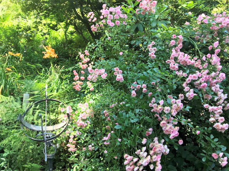 Giardino dettaglio 768x576