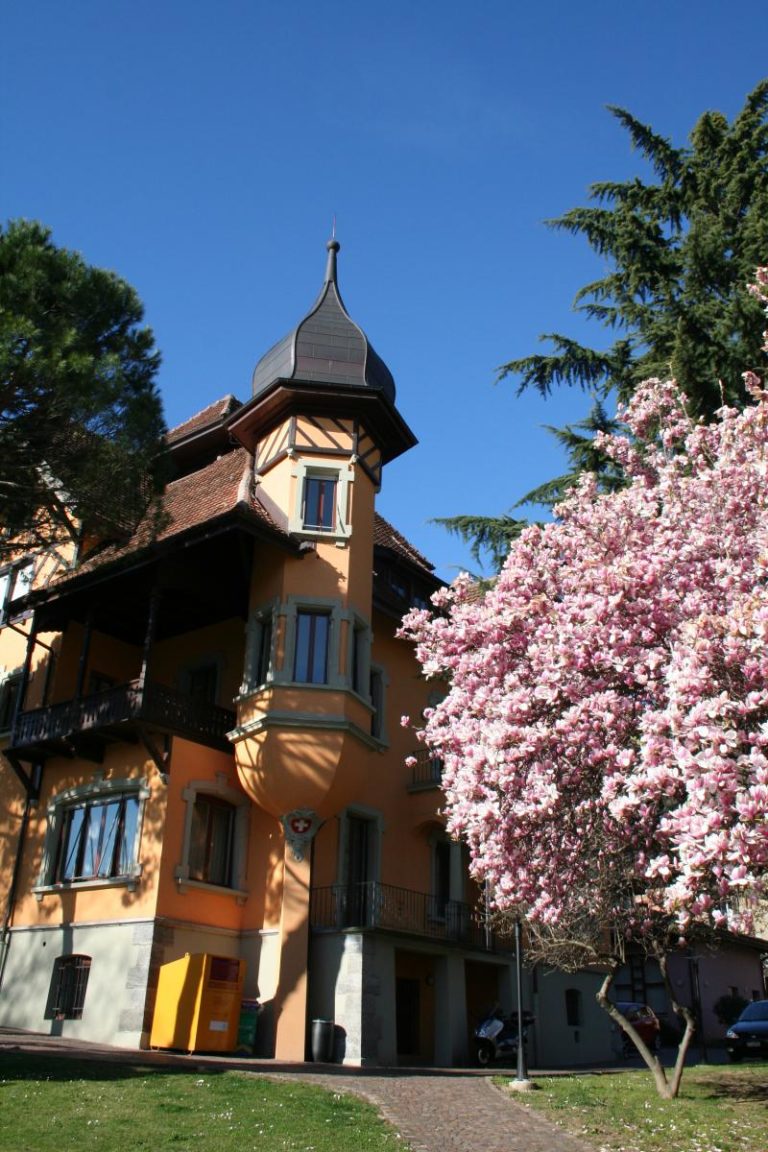 Municipio con pianta in fiore 768x1152