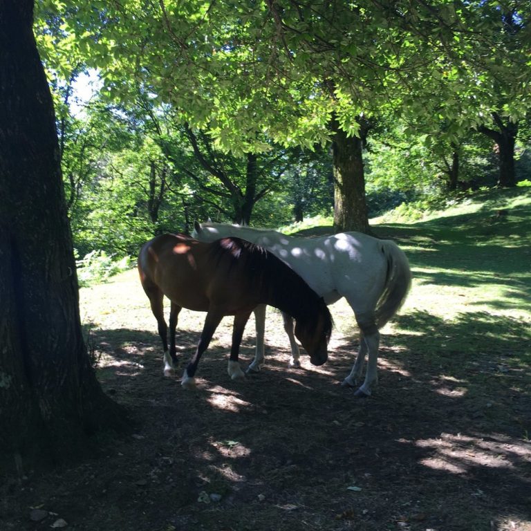 arosio alto malcantone cavalli bosco 768x768