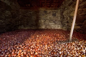 raccolta castagne 300x200