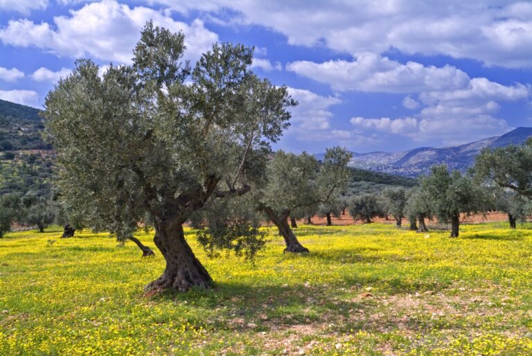 Olivi 004 1195x800 1 768x514
