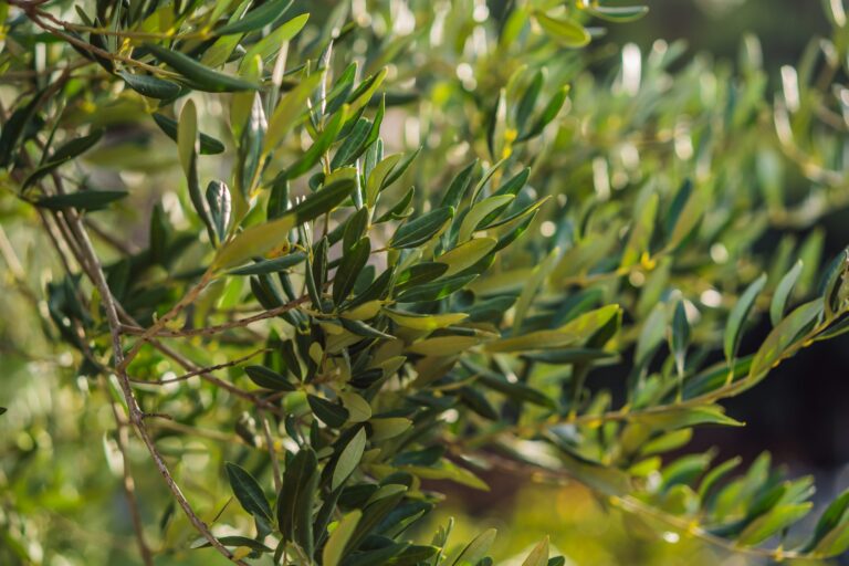 bigstock Olive Tree In Italy Harvestin 448987095 scaled 1 768x512