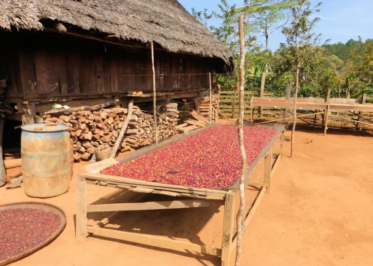 CAREProjectCoffeeXekong 2 900x900 768x548
