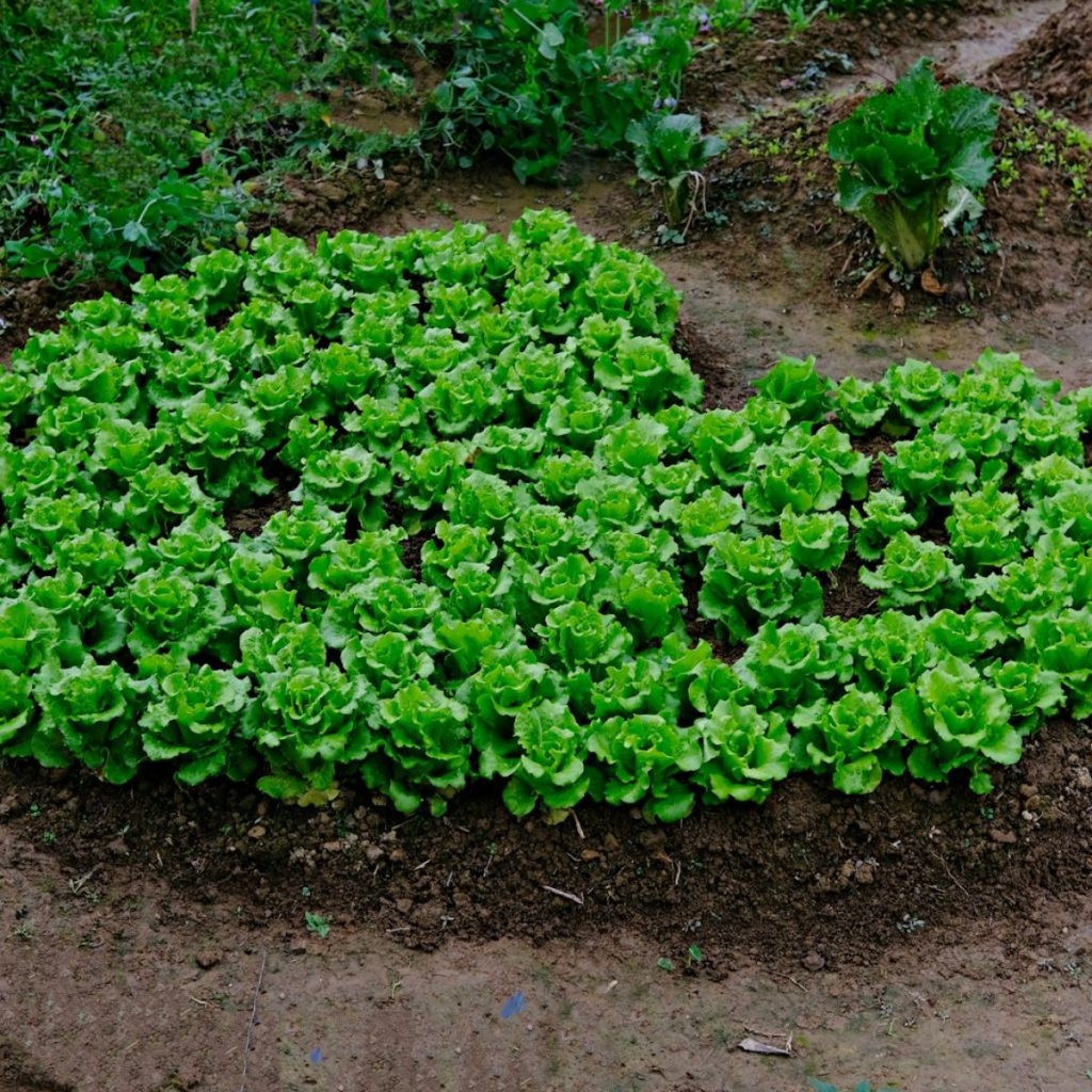 a patch of green plants growing in the dirt