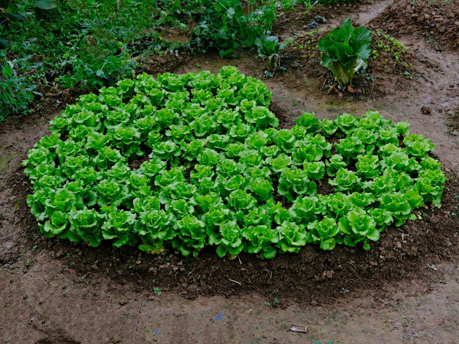 a patch of green plants growing in the dirt
